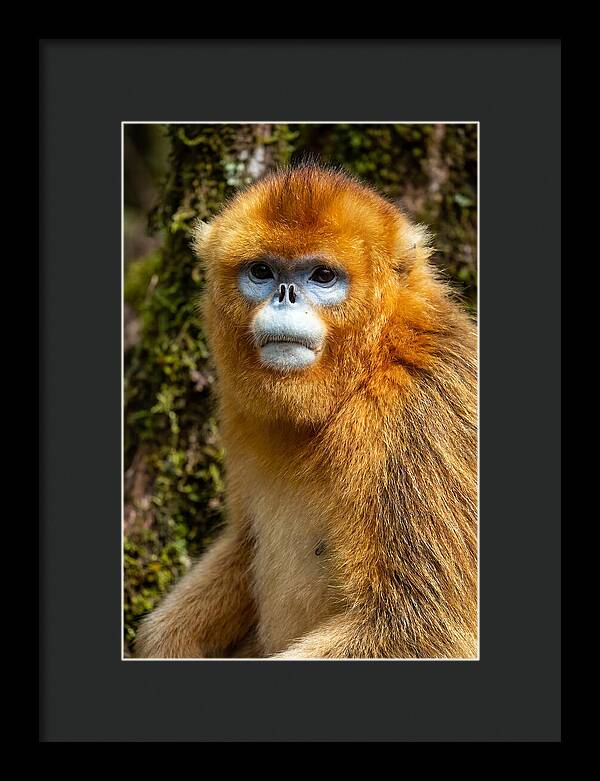 Asian Golden Monkey Portrait