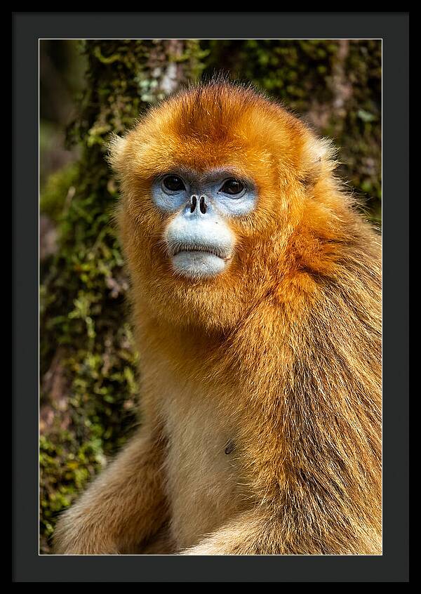 Asian Golden Monkey Portrait
