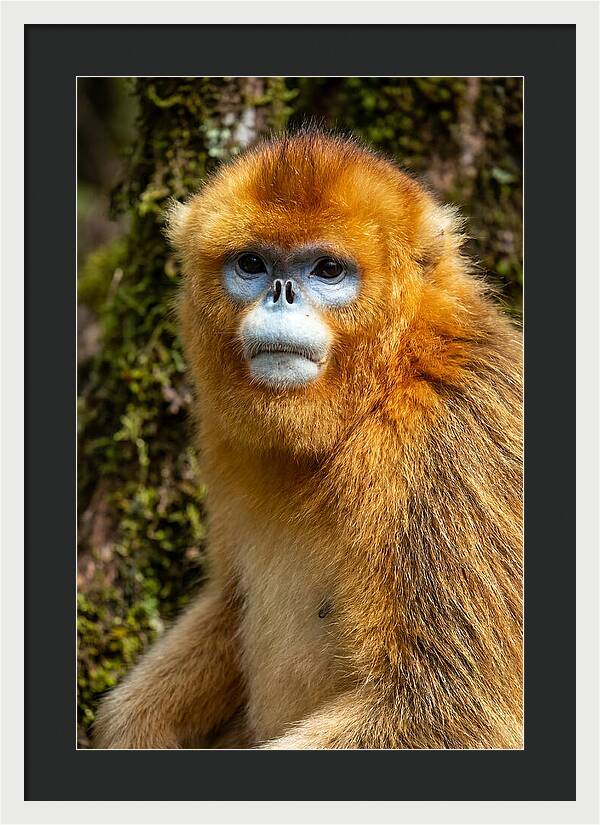 Asian Golden Monkey Portrait