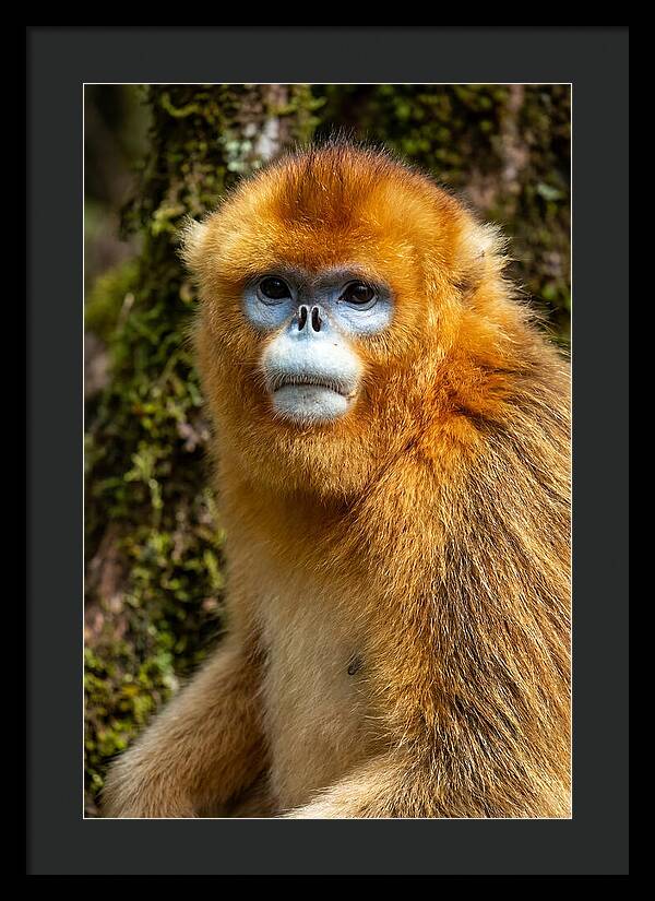 Asian Golden Monkey Portrait