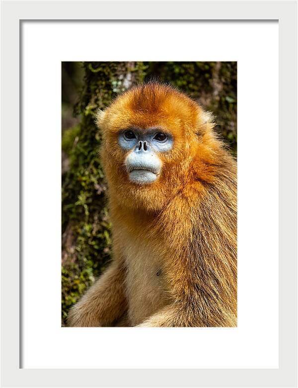 Asian Golden Monkey Portrait