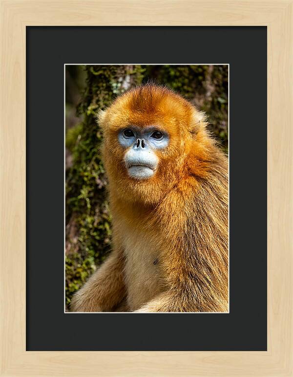Asian Golden Monkey Portrait