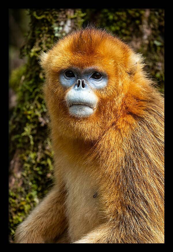 Asian Golden Monkey Portrait