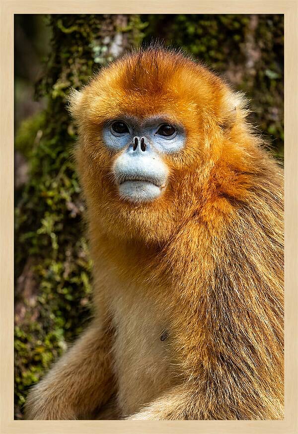Asian Golden Monkey Portrait