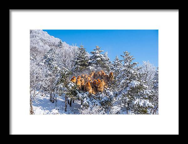 Asian Golden Monkeys In Snow