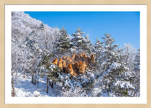 Asian Golden Monkeys In Snow