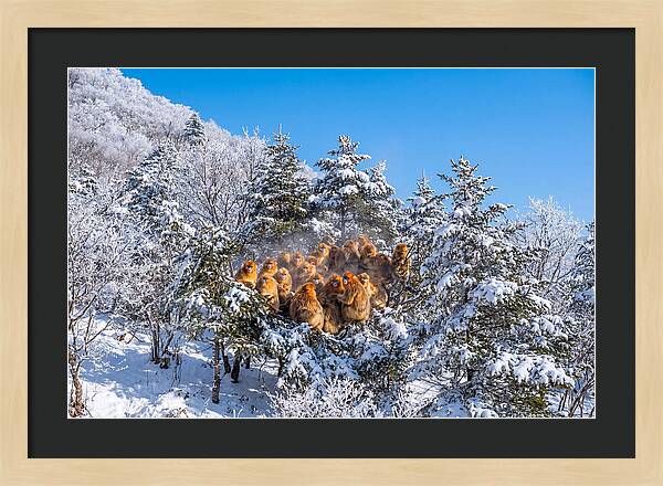 Asian Golden Monkeys In Snow