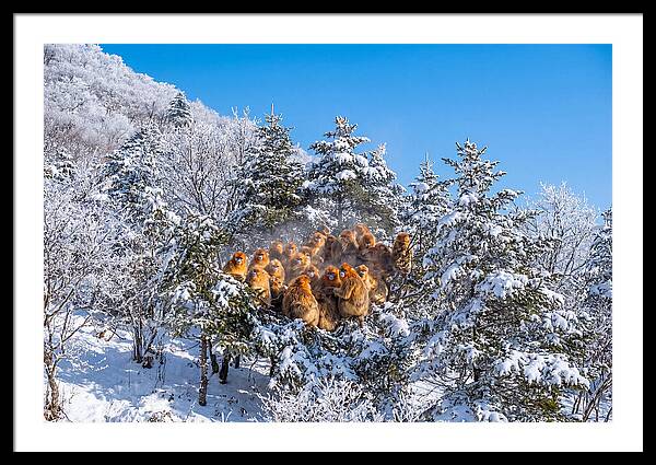 Asian Golden Monkeys In Snow