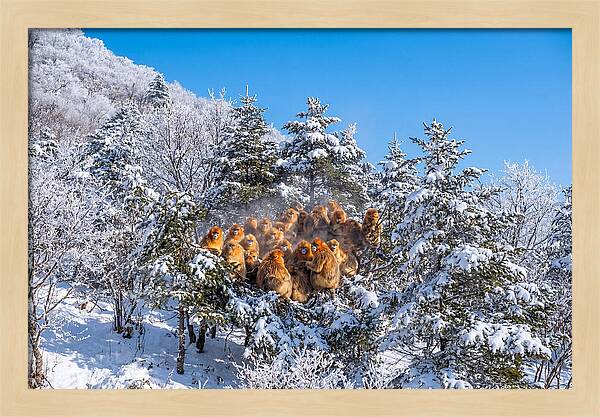 Asian Golden Monkeys In Snow