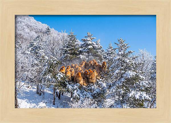 Asian Golden Monkeys In Snow