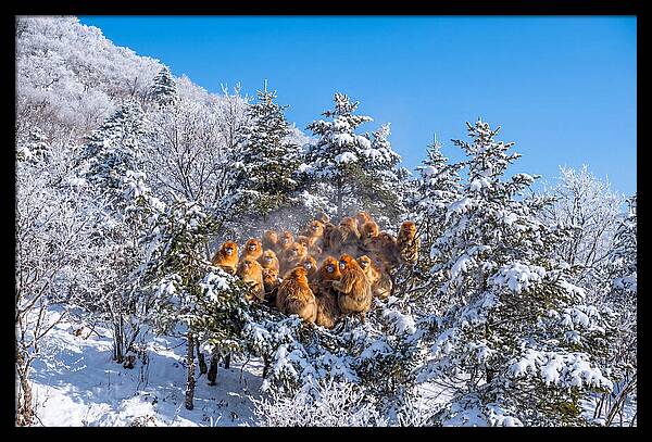 Asian Golden Monkeys In Snow