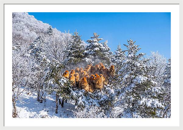Asian Golden Monkeys In Snow