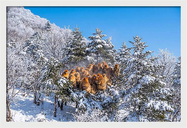 Asian Golden Monkeys In Snow