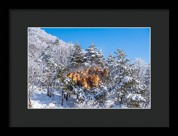 Asian Golden Monkeys In Snow