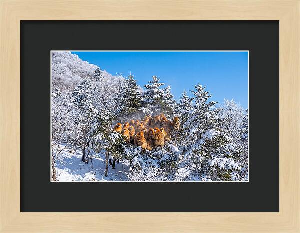 Asian Golden Monkeys In Snow