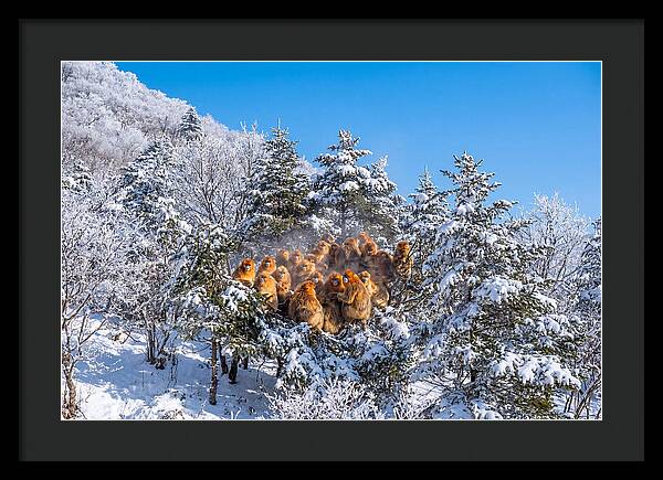 Asian Golden Monkeys In Snow