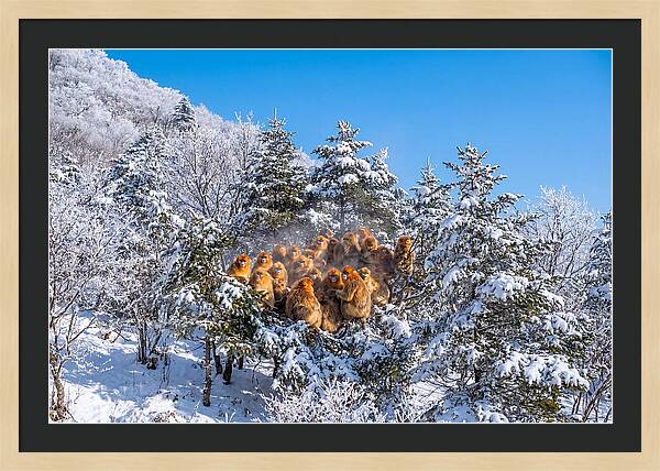 Asian Golden Monkeys In Snow