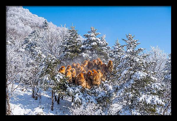 Asian Golden Monkeys In Snow