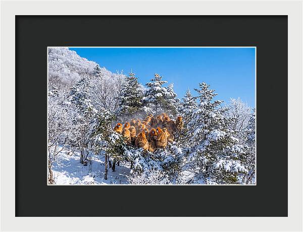 Asian Golden Monkeys In Snow