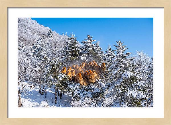 Asian Golden Monkeys In Snow
