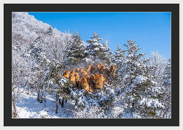 Asian Golden Monkeys In Snow