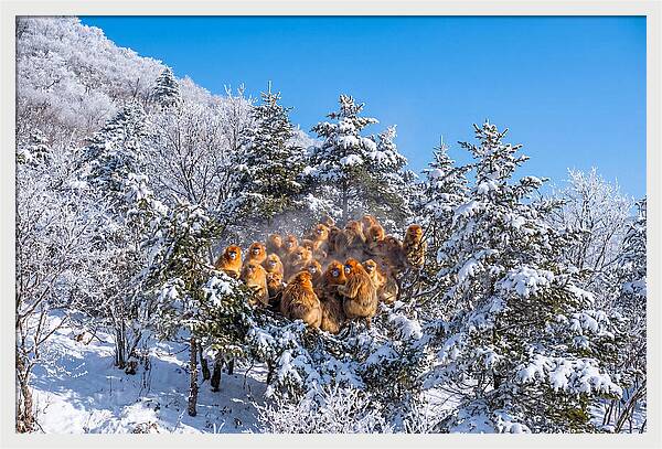 Asian Golden Monkeys In Snow