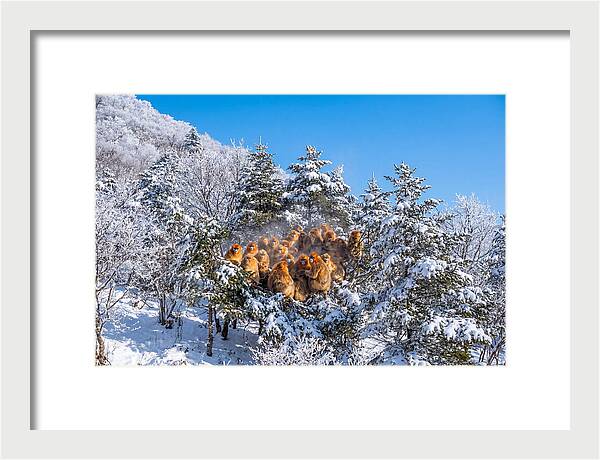 Asian Golden Monkeys In Snow