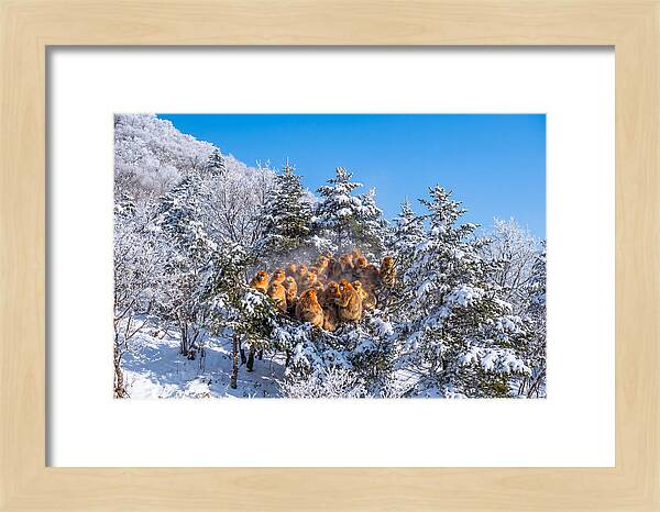 Asian Golden Monkeys In Snow