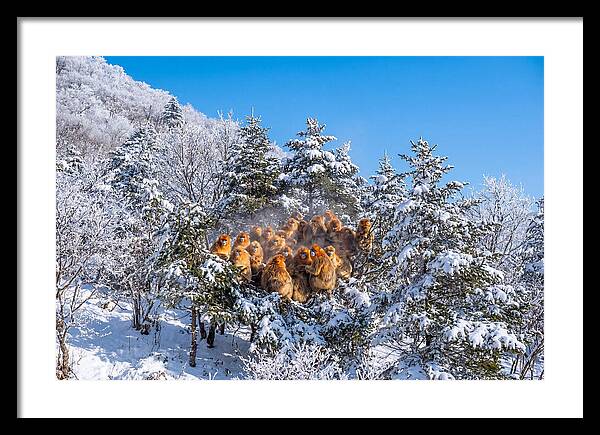 Asian Golden Monkeys In Snow