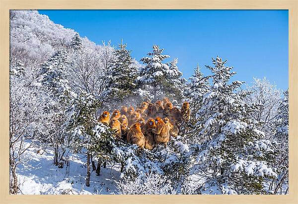 Asian Golden Monkeys In Snow