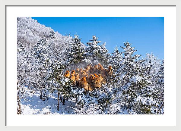 Asian Golden Monkeys In Snow