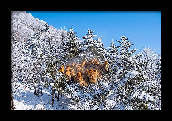 Asian Golden Monkeys In Snow