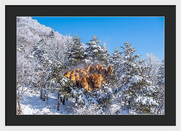 Asian Golden Monkeys In Snow