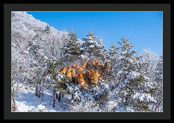 Asian Golden Monkeys In Snow