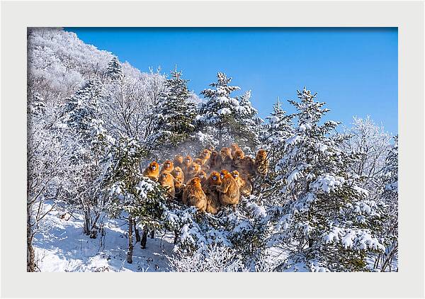 Asian Golden Monkeys In Snow
