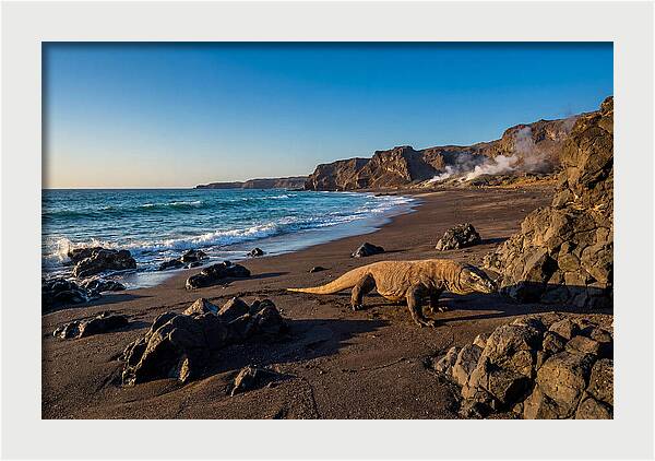 Asian Komodo Dragon By The Shore