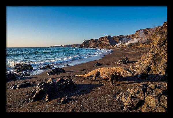 Asian Komodo Dragon By The Shore