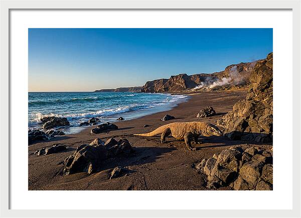 Asian Komodo Dragon By The Shore