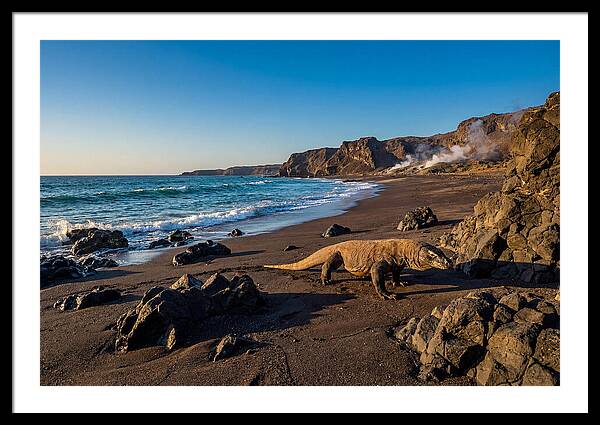 Asian Komodo Dragon By The Shore