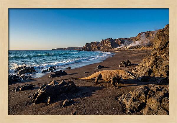 Asian Komodo Dragon By The Shore