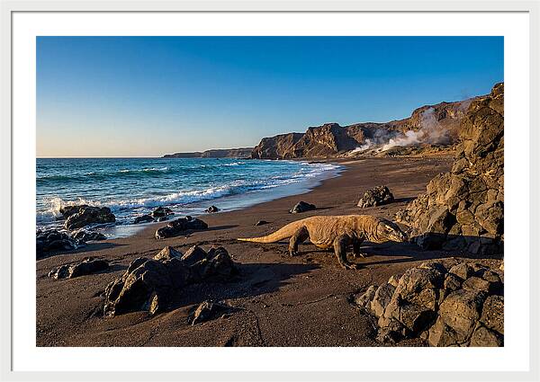 Asian Komodo Dragon By The Shore