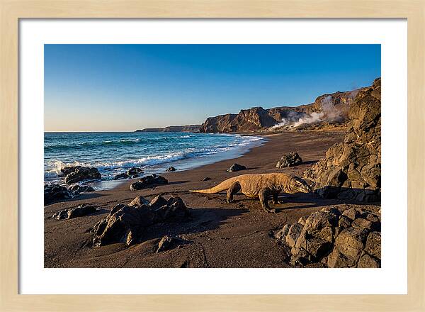Asian Komodo Dragon By The Shore