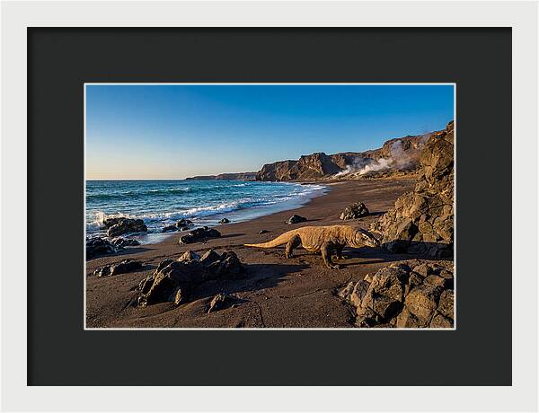 Asian Komodo Dragon By The Shore