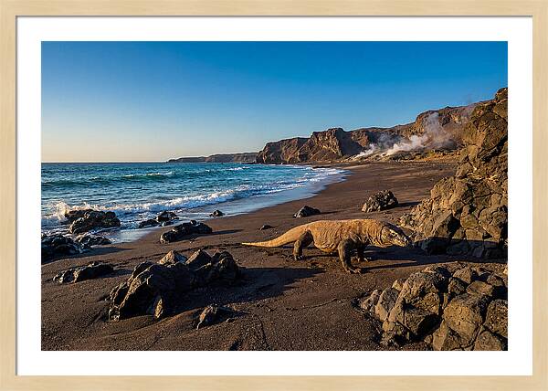 Asian Komodo Dragon By The Shore