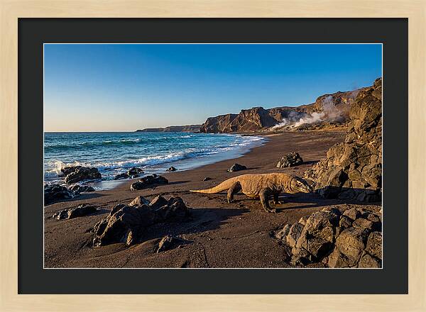 Asian Komodo Dragon By The Shore