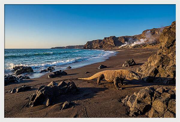 Asian Komodo Dragon By The Shore
