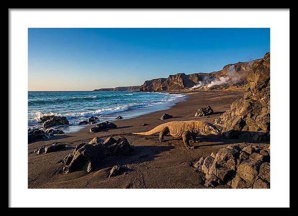 Asian Komodo Dragon By The Shore