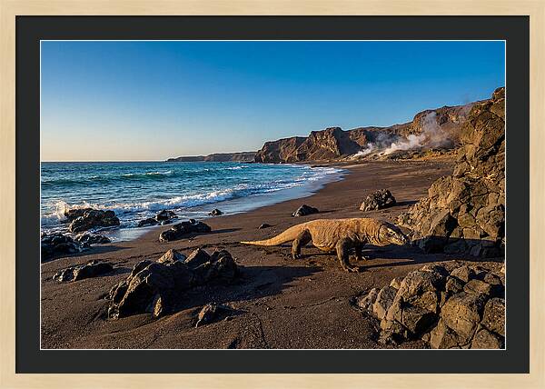 Asian Komodo Dragon By The Shore