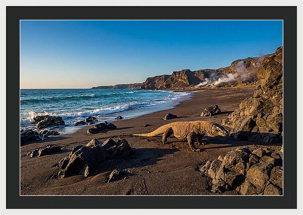 Asian Komodo Dragon By The Shore