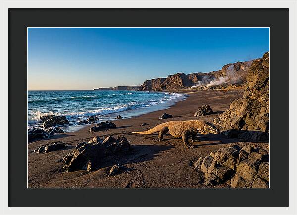 Asian Komodo Dragon By The Shore